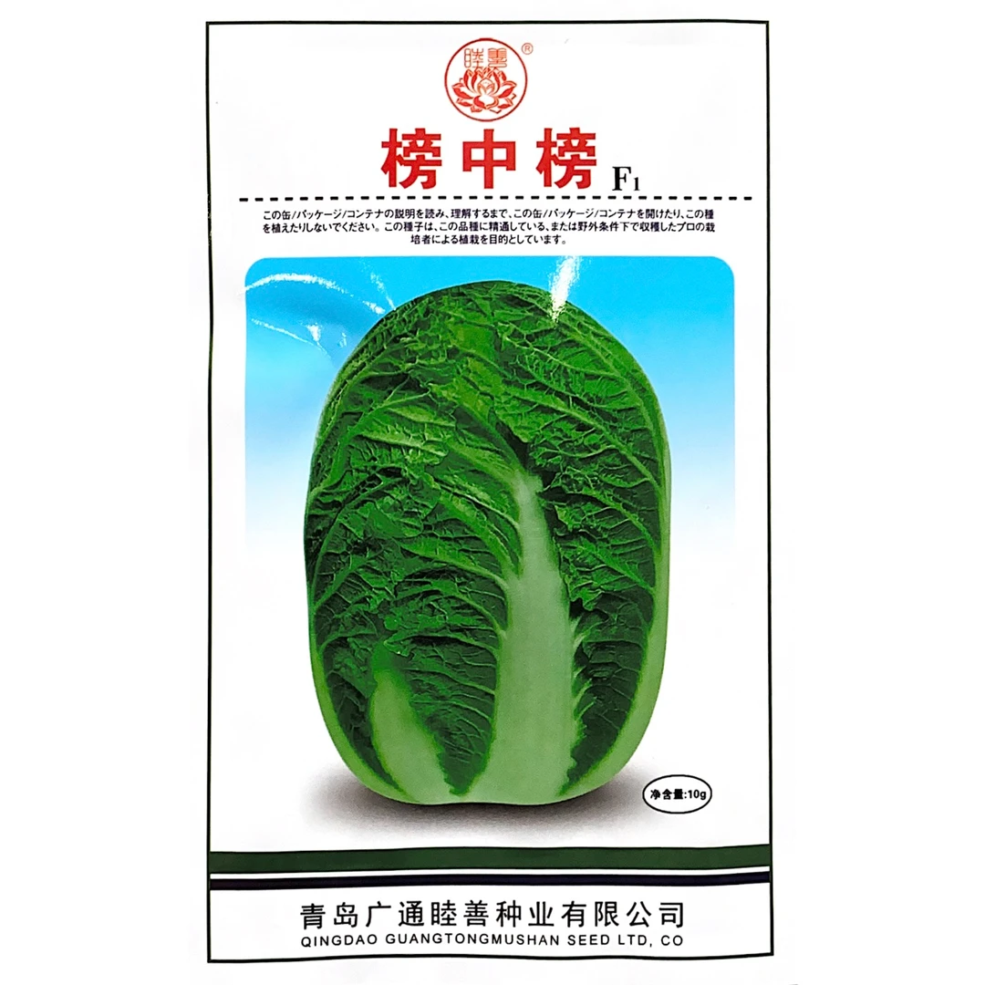 早熟大白菜种子65天耐冬储抗病商品性优良