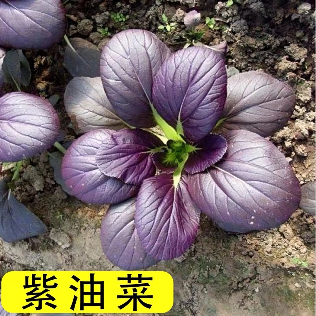 紫油菜种子小青菜种籽红上海青南方菜籽蔬菜子秋播菜种四季种植