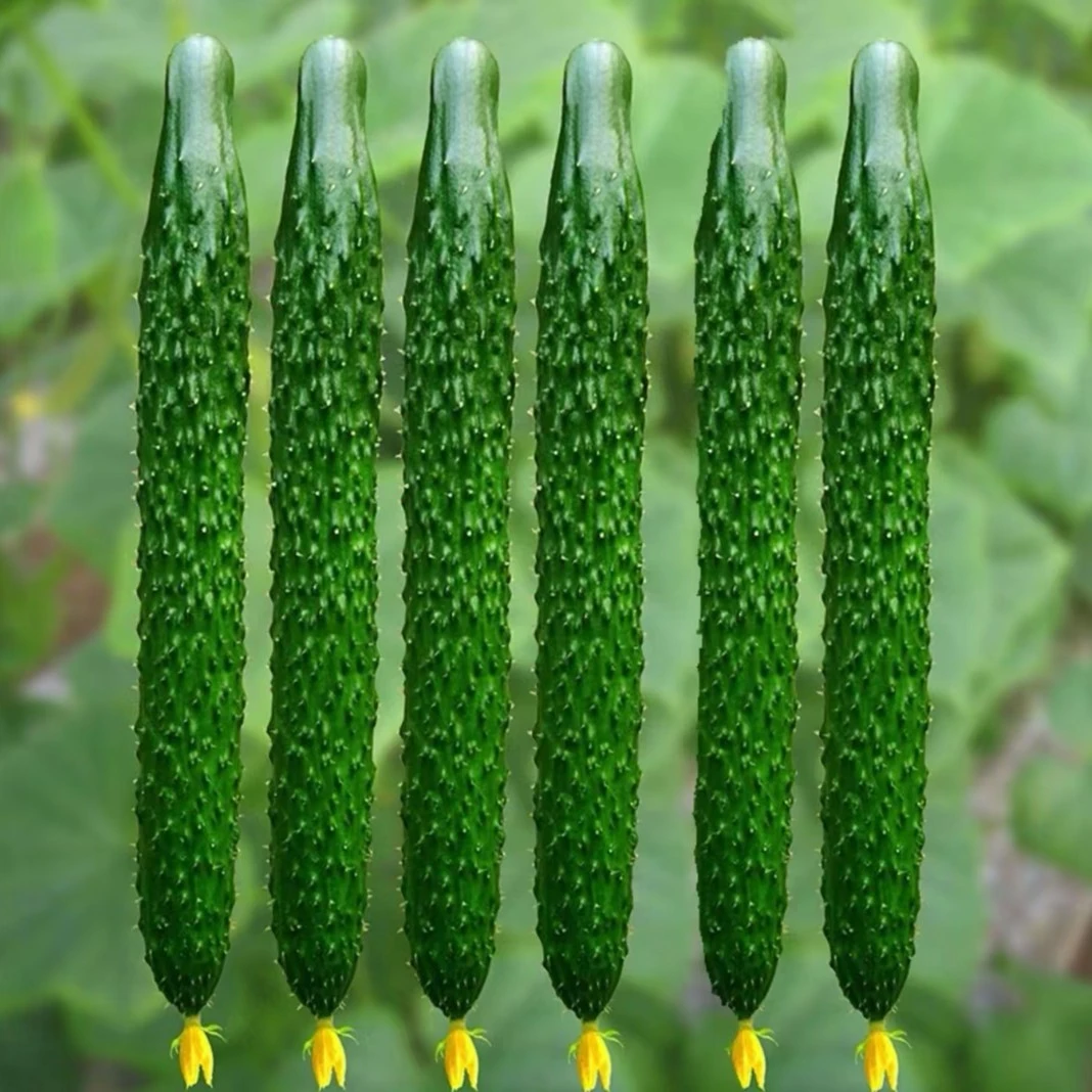 菜黄瓜种子 农田菜园高产蔬菜春秋栽培易种植绿芯黄瓜籽