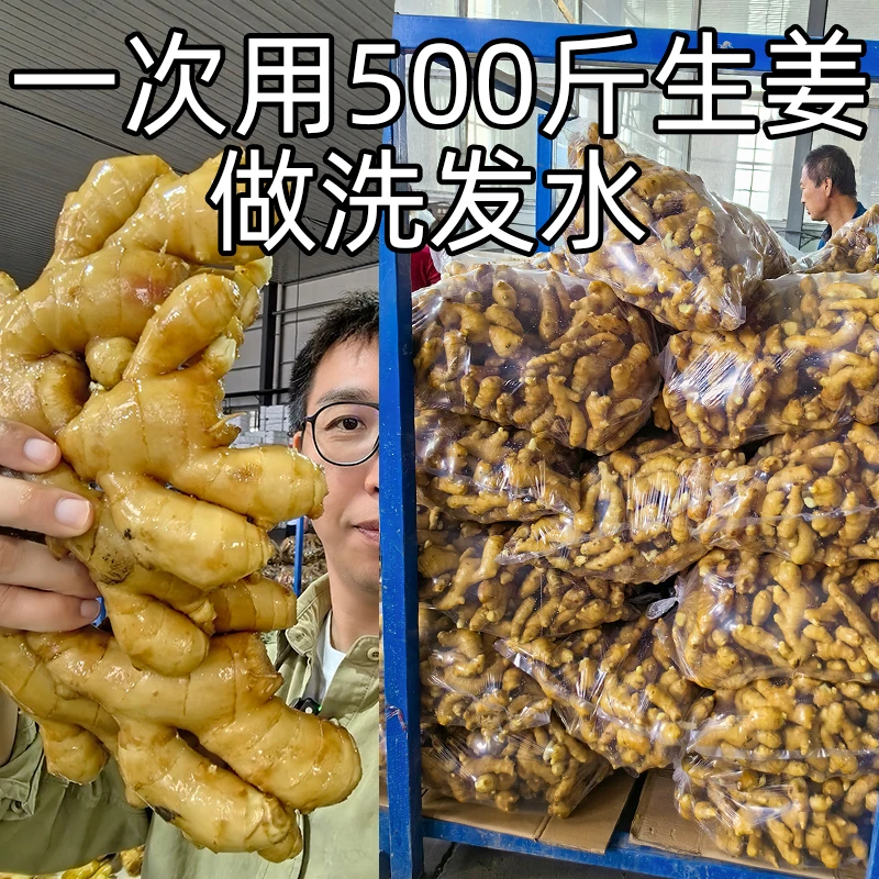 生姜无患子洗发水|去屑防断发蓬松发根控油无硅油植物起泡