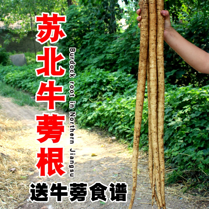 安疗榨汁黄皮牛蒡根新鲜5斤精选徐州牛蒡榜膀食用腌菜炒炖菜煲汤