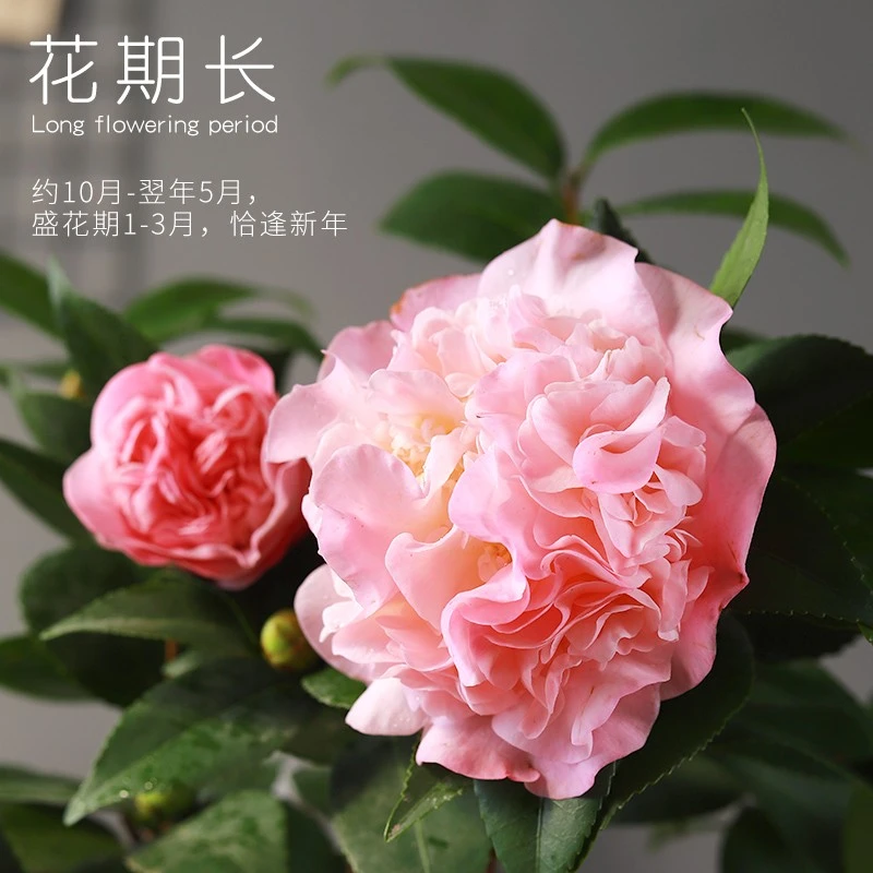 香妃茶花树苗盆栽浓香型四季庭院室内室外耐寒秋冬绿植花卉带花苞