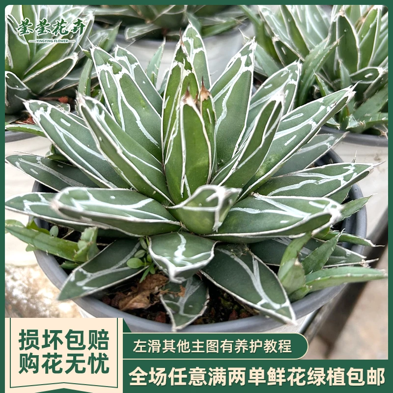 笹之雪龙舌兰植物世之雪耐寒多肉植物景观植物仙人掌户外阳台