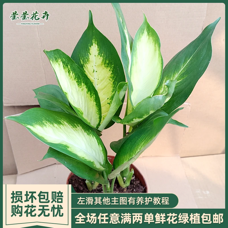 玛丽安粉黛万年青绿植桌面水培好养花卉办公室盆栽发财黄金银皇后