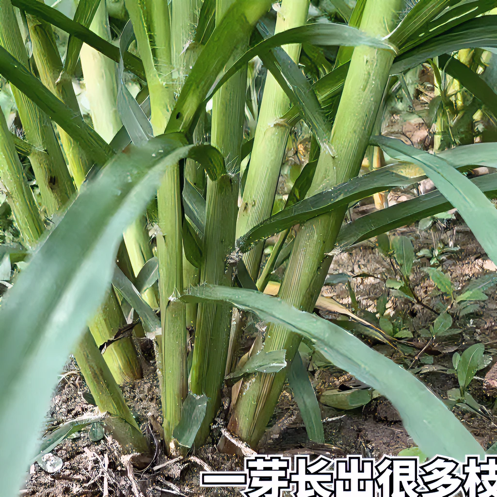 无绒毛多年生高产牧草种苗100棵甜象草3号种苗红象草种苗巨菌草苗