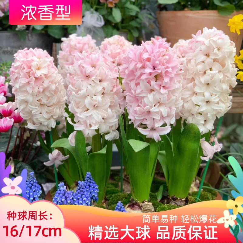 进口风信子种球水养土培套餐冬季水培耐寒易活花卉盆栽植物室内花