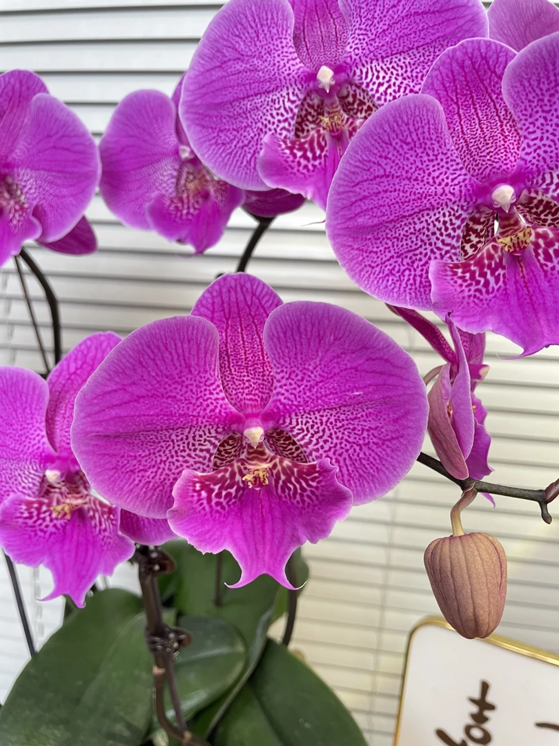 大花【紫珑-蝴蝶兰】轻奢 中式 禅意 绿植盆栽 送礼 年宵花