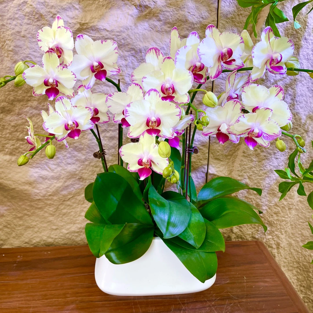 新【绿闪电-蝴蝶兰】轻奢 中式 禅意 绿植盆栽 送礼 年宵花