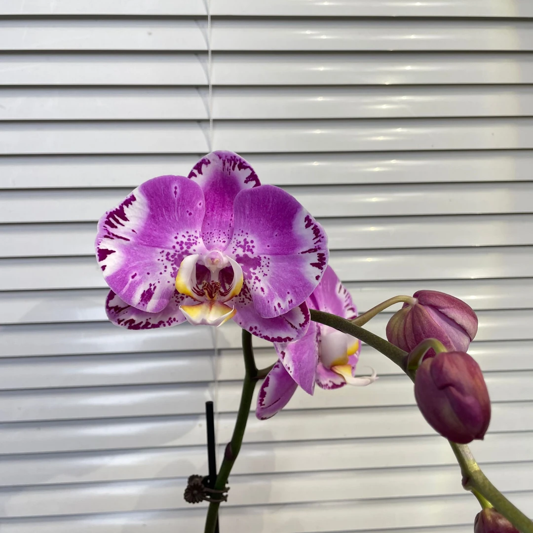 大花【藏宝图-蝴蝶兰】轻奢 中式 禅意 绿植盆栽 送礼 年宵花