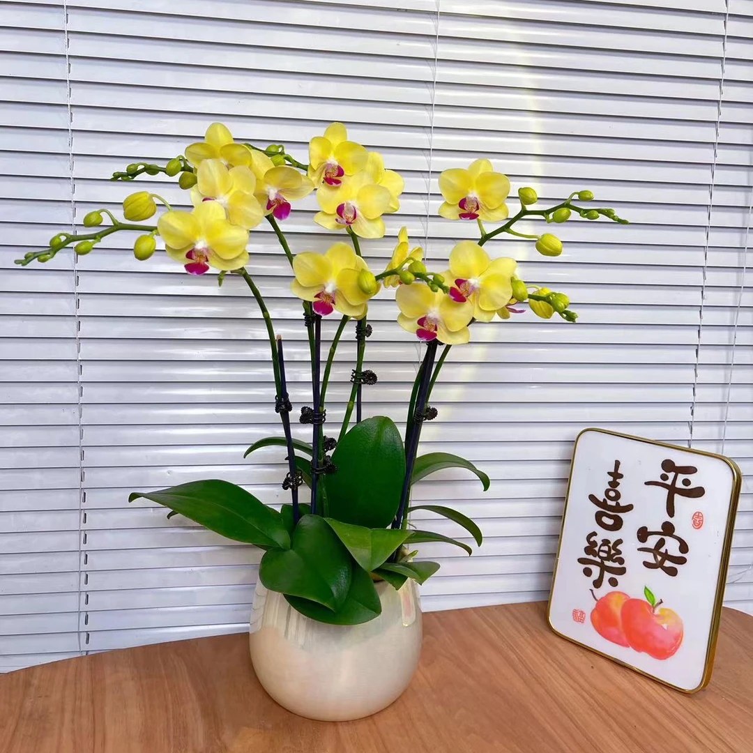 新【金马-蝴蝶兰】轻奢 中式 禅意 绿植盆栽 送礼 年宵花