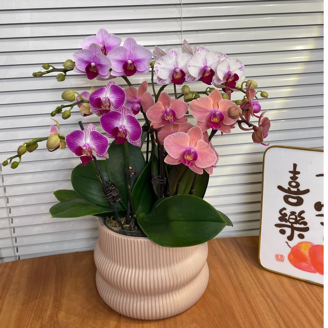 【全家福-蝴蝶兰】高端鲜花 定制款 易养花期长 绿植盆栽  年宵花