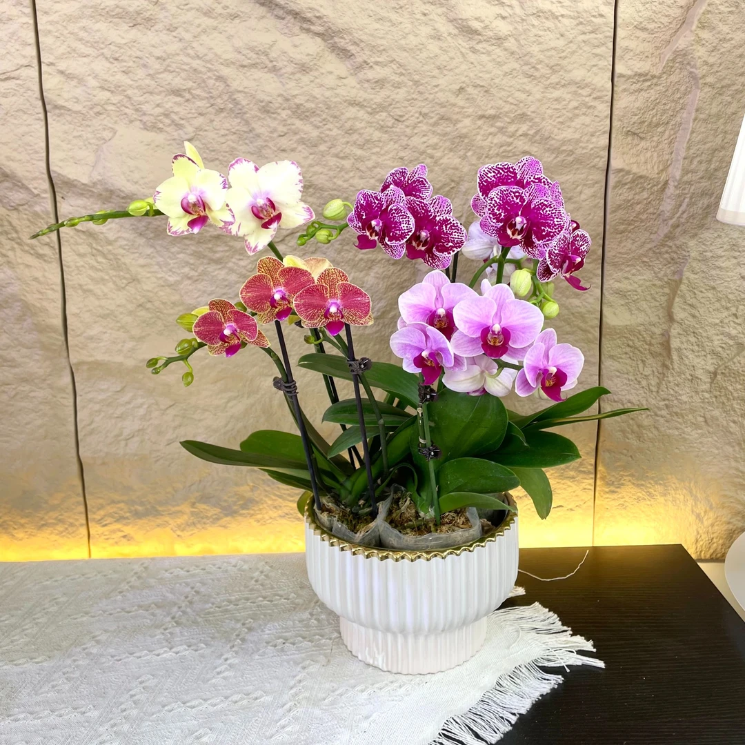 【全家福-蝴蝶兰】高端鲜花 定制款 易养花期长 绿植盆栽  年宵花