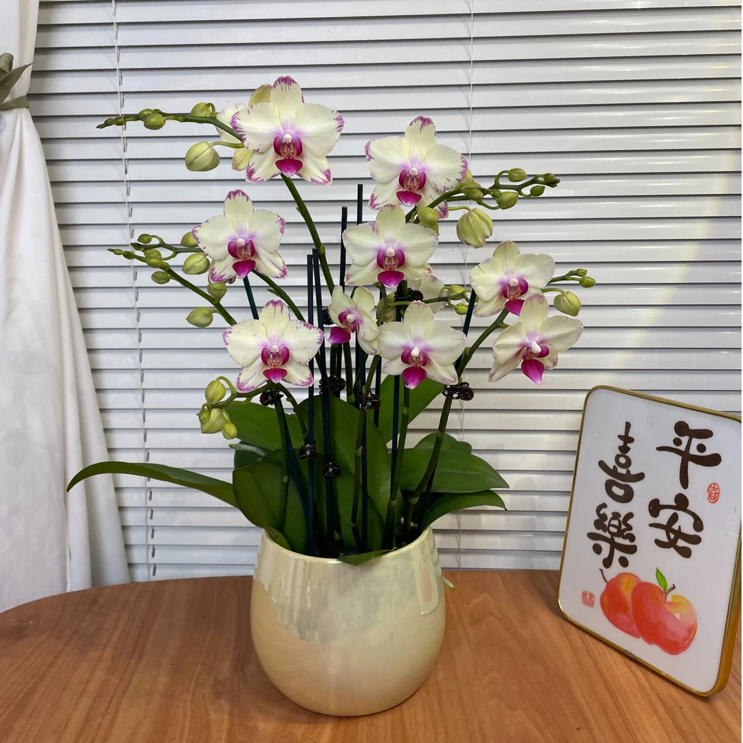 【绿闪电-蝴蝶兰】轻奢 中式 禅意 绿植盆栽 送礼 年宵花