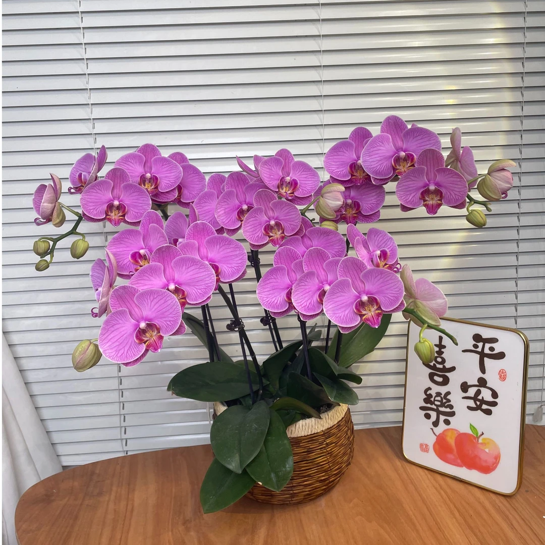 【玫瑰水晶-蝴蝶兰】轻奢 中式 禅意 绿植盆栽 送礼 年宵花
