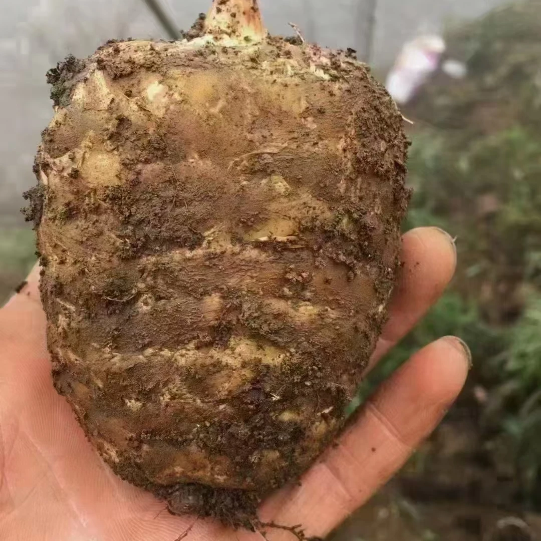 正宗云南昭通小草坝乌天麻7-8个斤中小果