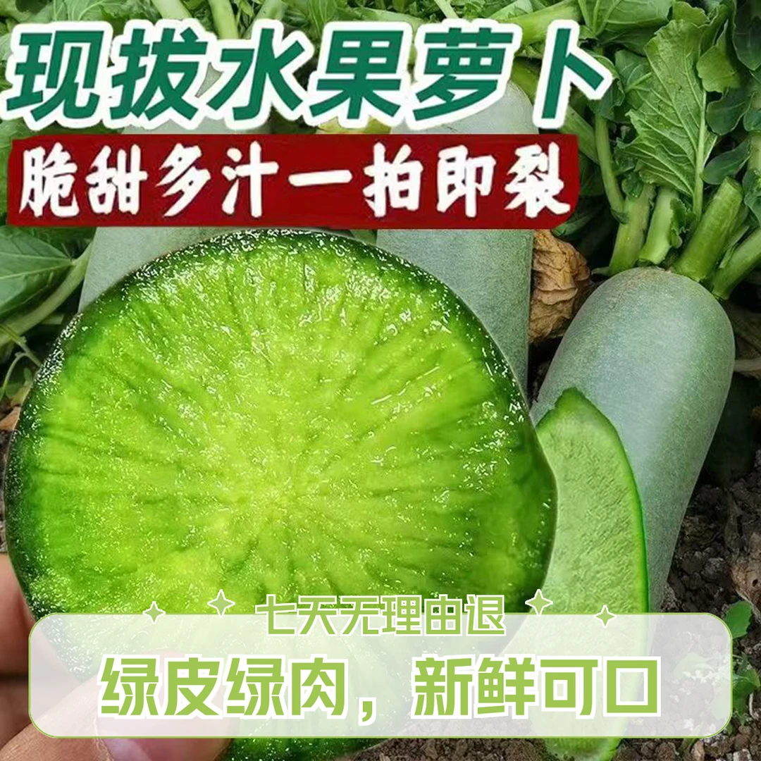 山东【瓜茬潍县萝卜】新开园脆甜多汁爽口水果萝卜潍坊萝卜新鲜直发