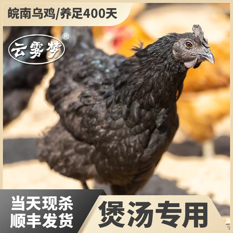 【顺丰包邮】皖南正宗山林农家散养走地黄油土乌五黑老母鸡