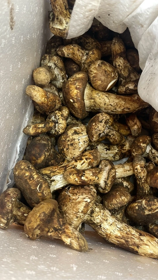 新鲜松茸大头火锅食材煲汤推荐云南四川松茸菌