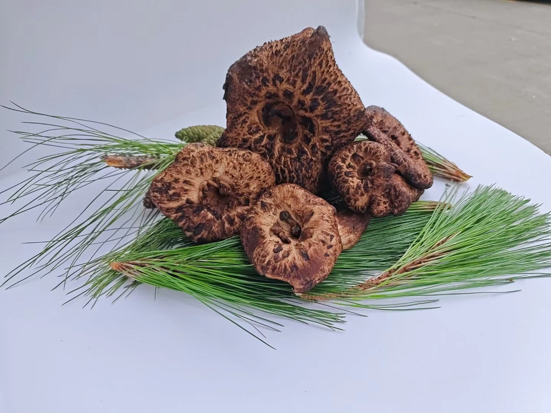 新鲜虎掌菌   新鲜火锅食材  菌汤锅