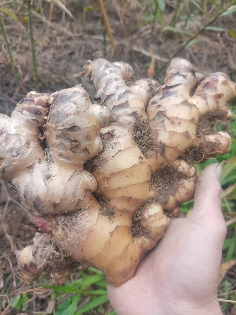 广东新鲜无渣生姜 新姜猪脚姜嫩姜 菜姜本地姜非小黄姜调料包邮