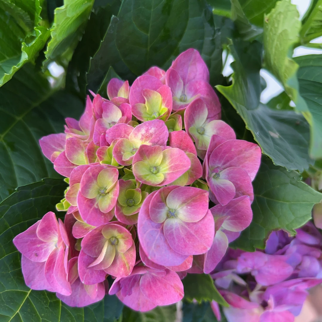 【夕颜】露天阳台庭院耐寒耐热绣球盆栽新手好养护