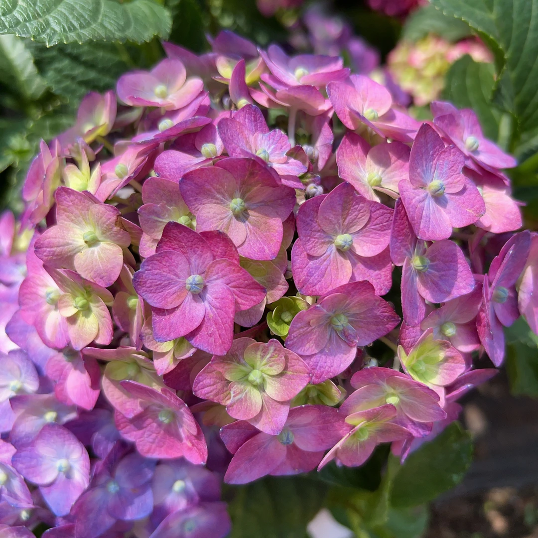 【无尽夏】紫色A级货 绣球花盆栽庭院好养的花卉植物室内花