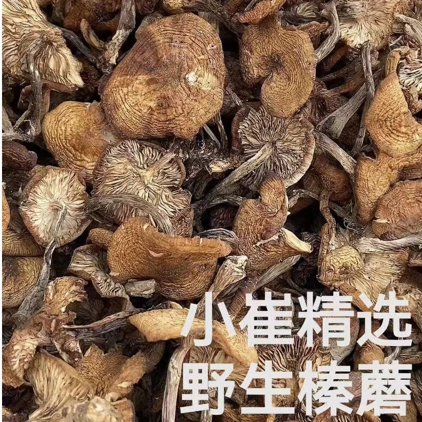 东北野生榛蘑 [25年新货]黑龙江山货土特产250g/500g