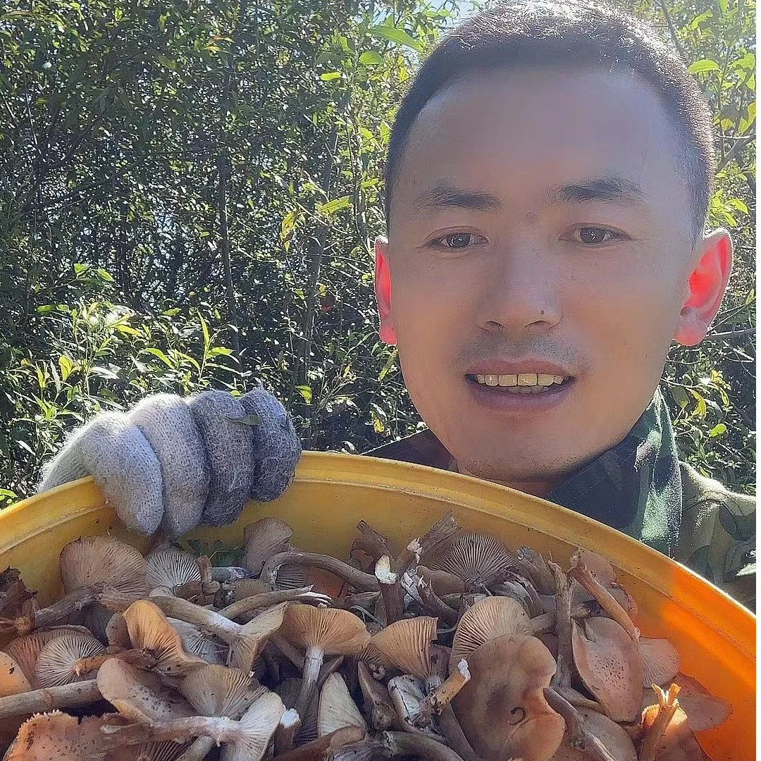 黑龙江野生榛蘑  东北山货特产250g/500g