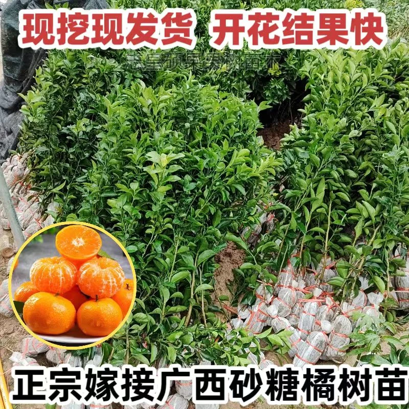 【新客立减】正宗四会沙糖桔树苗正品砂糖橘果树苗嫁接北南方种植