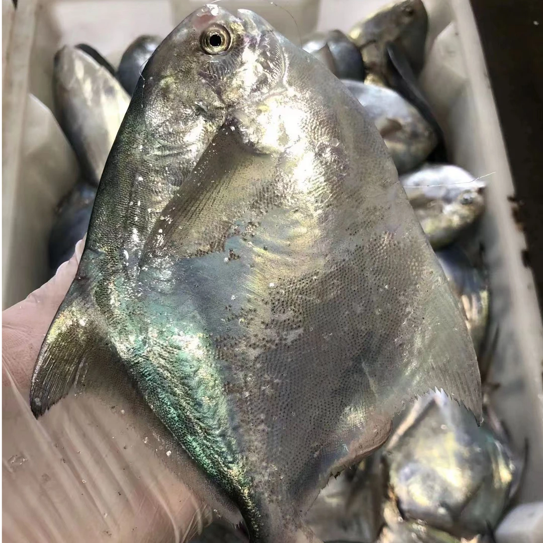 【莫小鱼现称流网小鲳鱼】宁波石浦海鲜海捕流网小鲳鱼小银鲳鱼