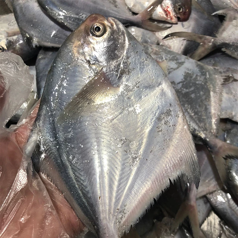 【莫小鱼船冻小鲳鱼】宁波石浦海鲜东海小银鲳鱼