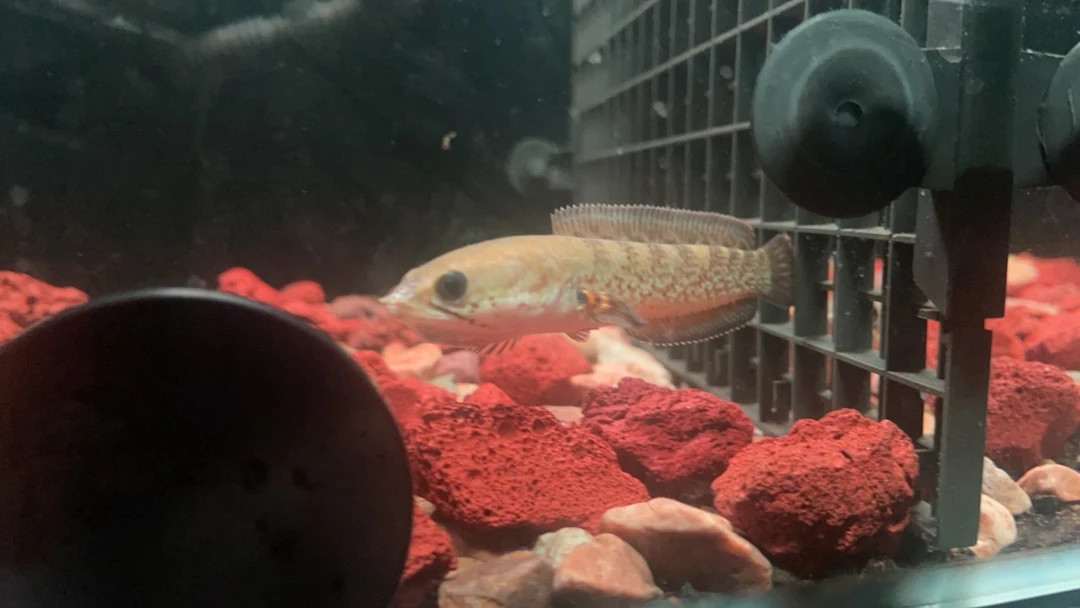 鬼王雷龙鱼尺寸13公分