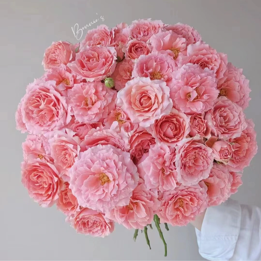 【粉色拉拉队】(全场2单包邮) 不含加购 拍1单发任意1枝 10%不售后