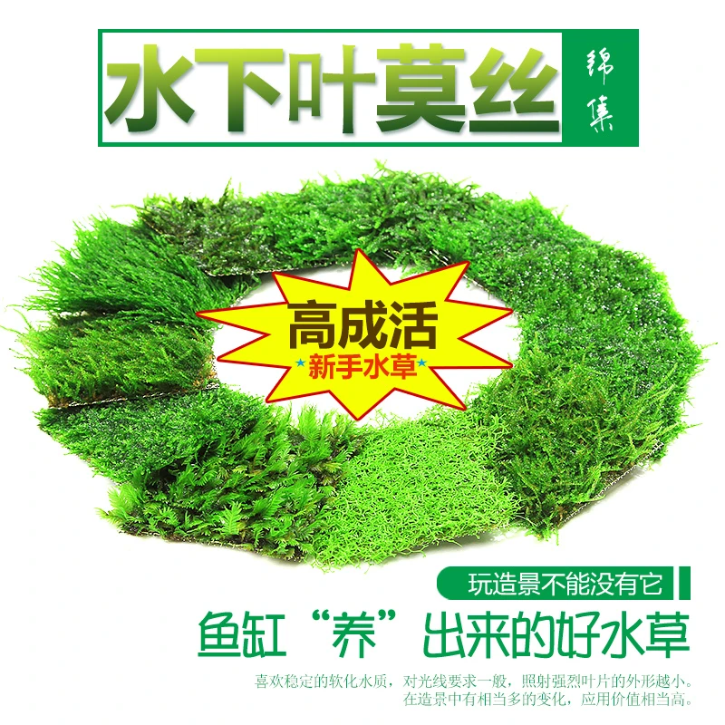 莫斯集锦大小凤尾苔鹿角苔小美凤怪蕨水晶翡翠火焰莫丝鱼缸水下草