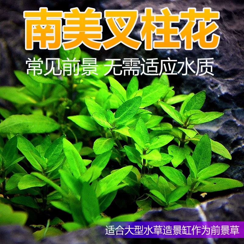 南美叉柱花前景真水草造景迷你日本矮珍珠爬地装饰包活到家活体草