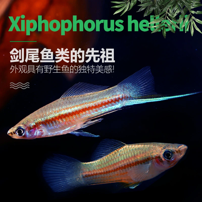 原生青剑鱼冷水剑尾鱼广东南方蓝剑鱼红剑始祖淡水观赏鱼小鱼活体