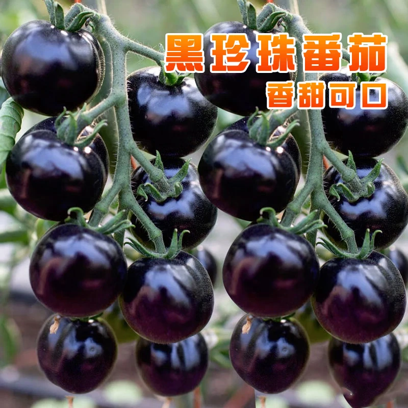 黑珍珠番茄种子西红柿圣女果蔬菜盆栽阳台小院黑番茄种子四季种植