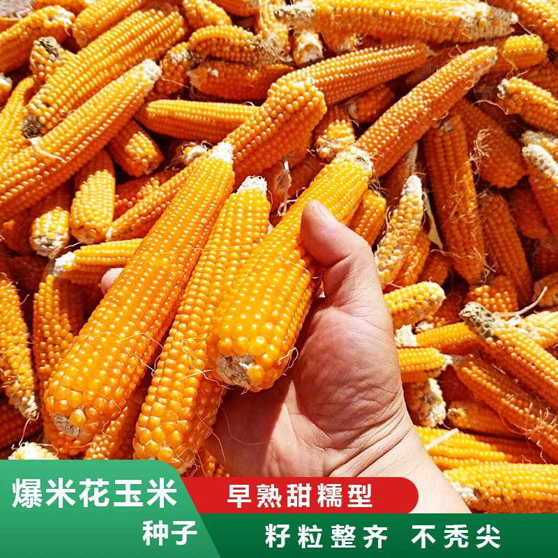 爆米花玉米种子天软香糯小玉米高产早熟品种爆米花专用南北方种植