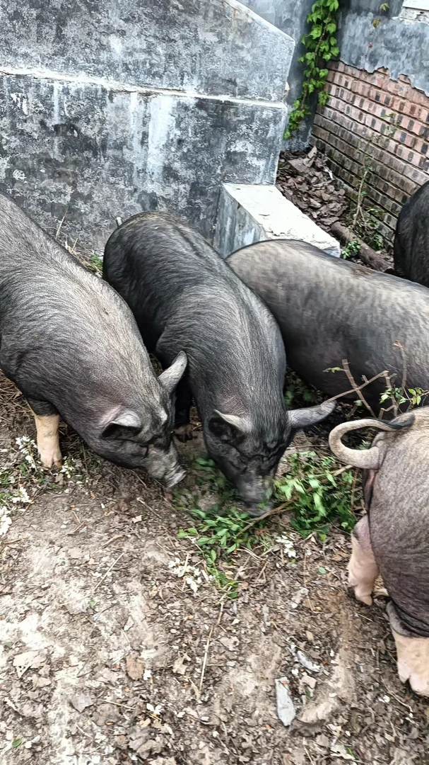 生鲜土猪肉新鲜正宗农家散养速冻土猪肉后腿肉新鲜生猪肉黑猪瘦肉
