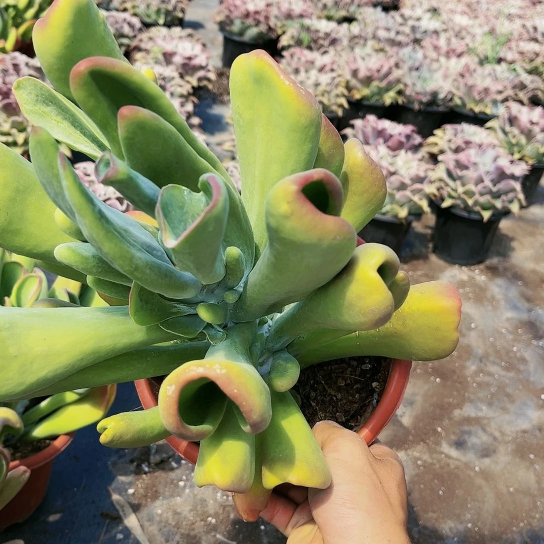 火狐狸13.88多肉植物精品