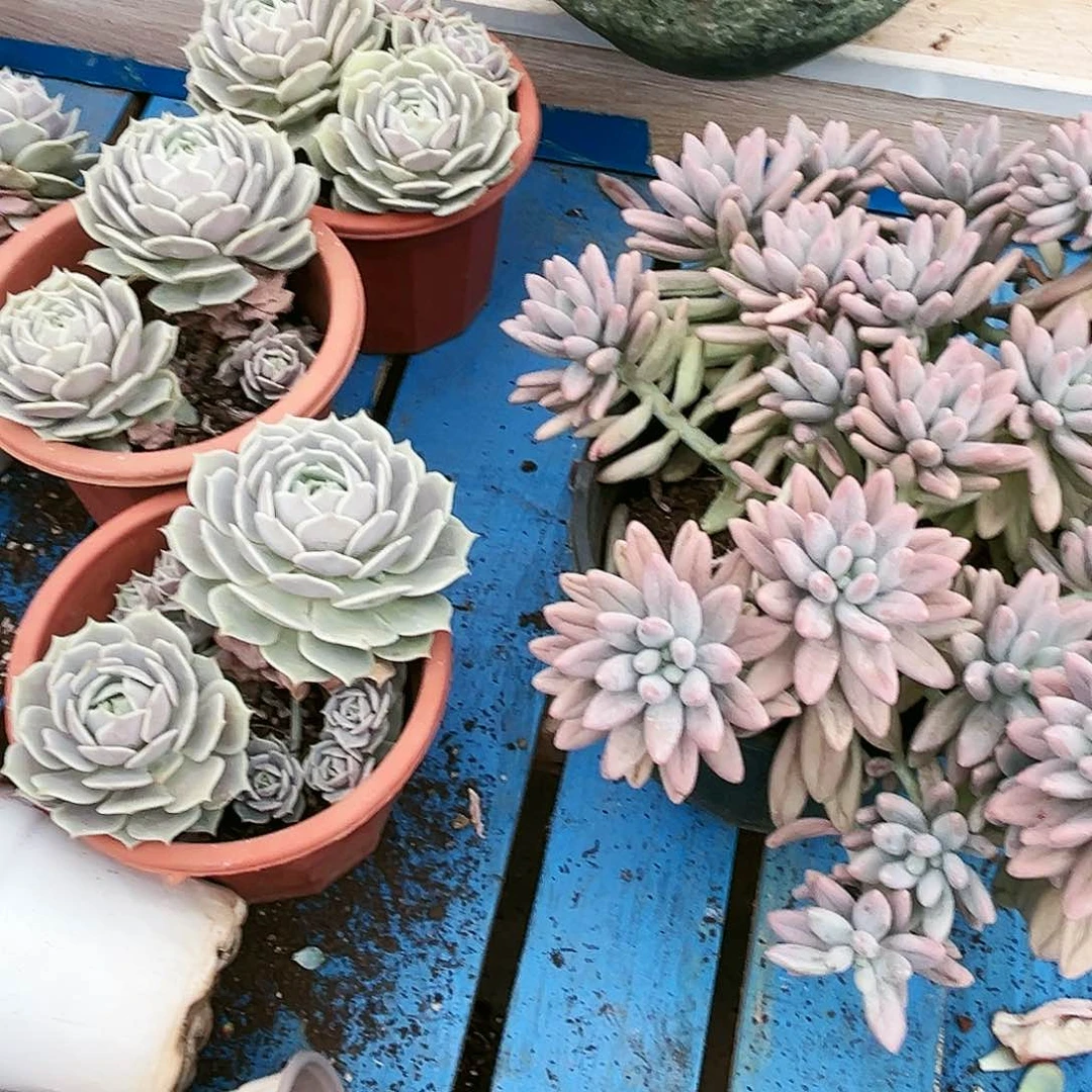 单*汤圆28多肉植物