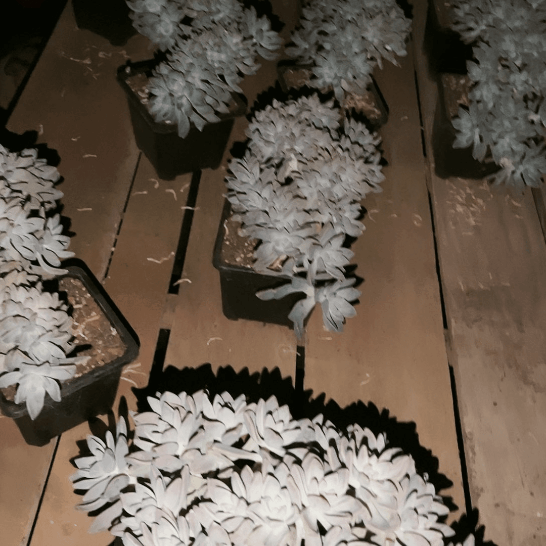 淡雪缀16.99多肉植物