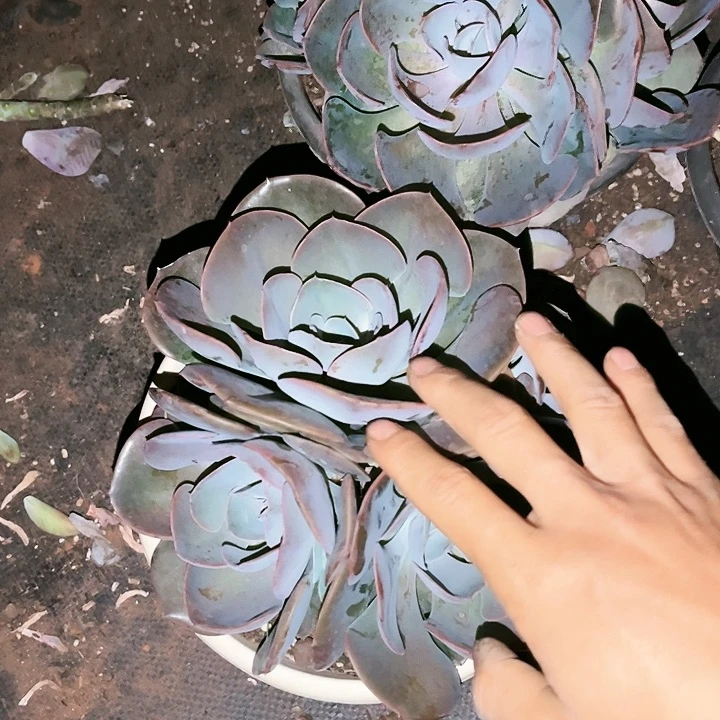 尘埃玫瑰19.99多肉植物