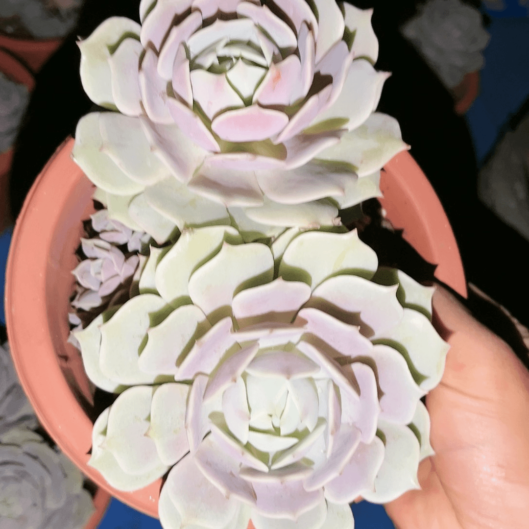 露那莲2头砍9.99多肉植物