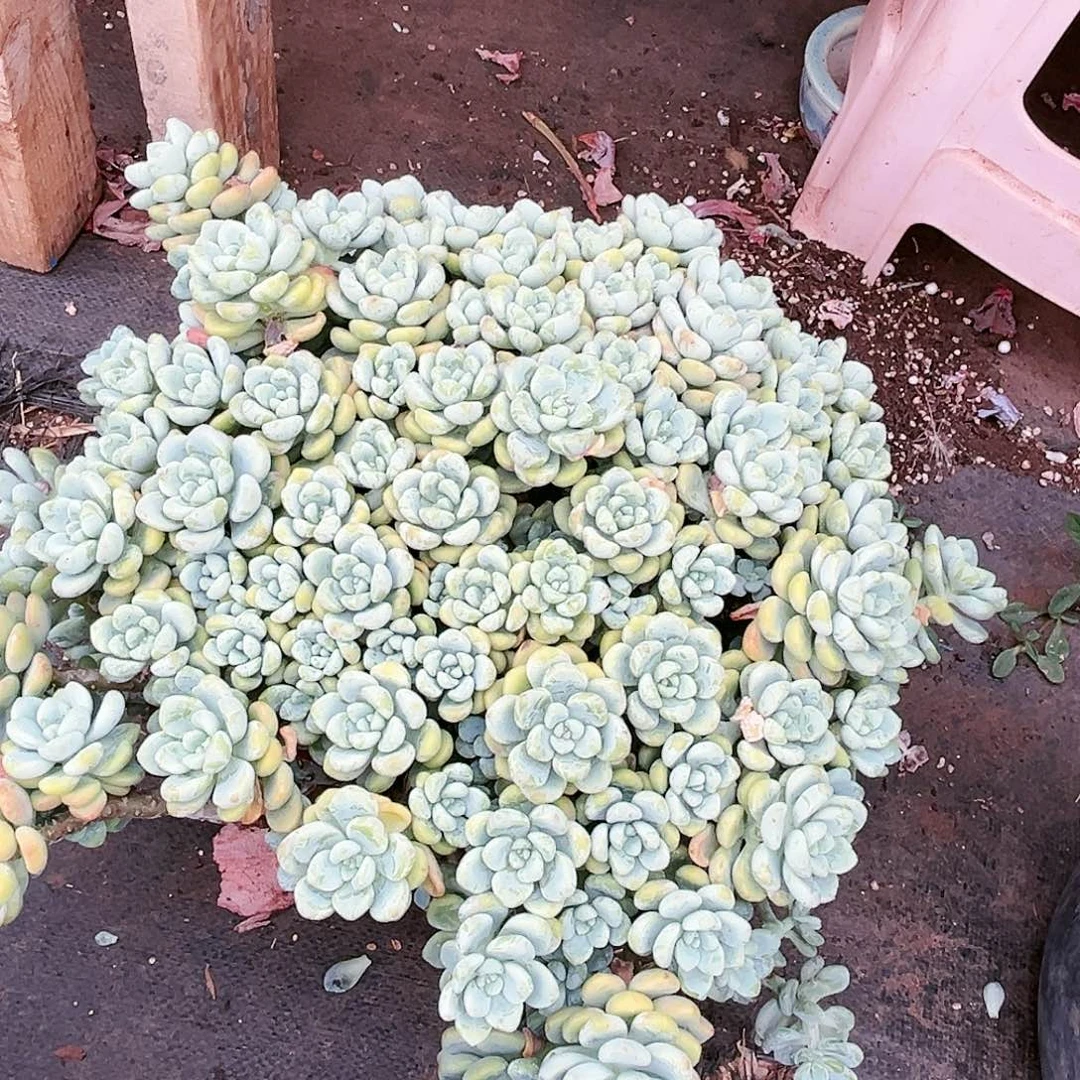 劳尔32.88多肉植物