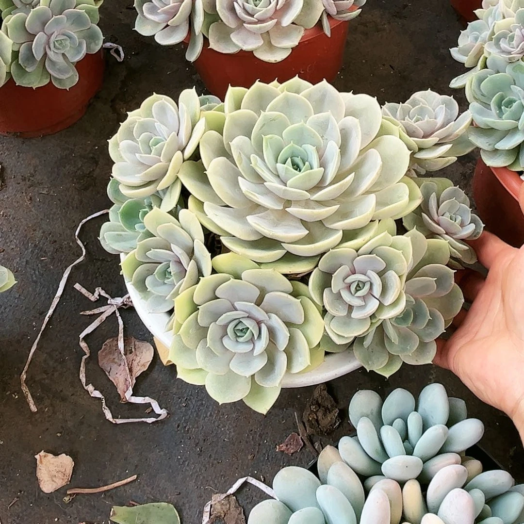 蓝色苍露18.99多肉植物
