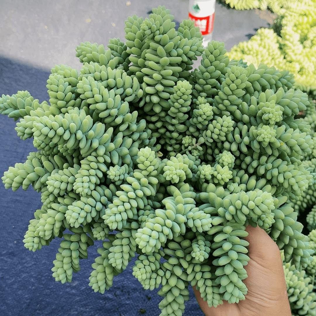 玉坠19.9多肉植物精品