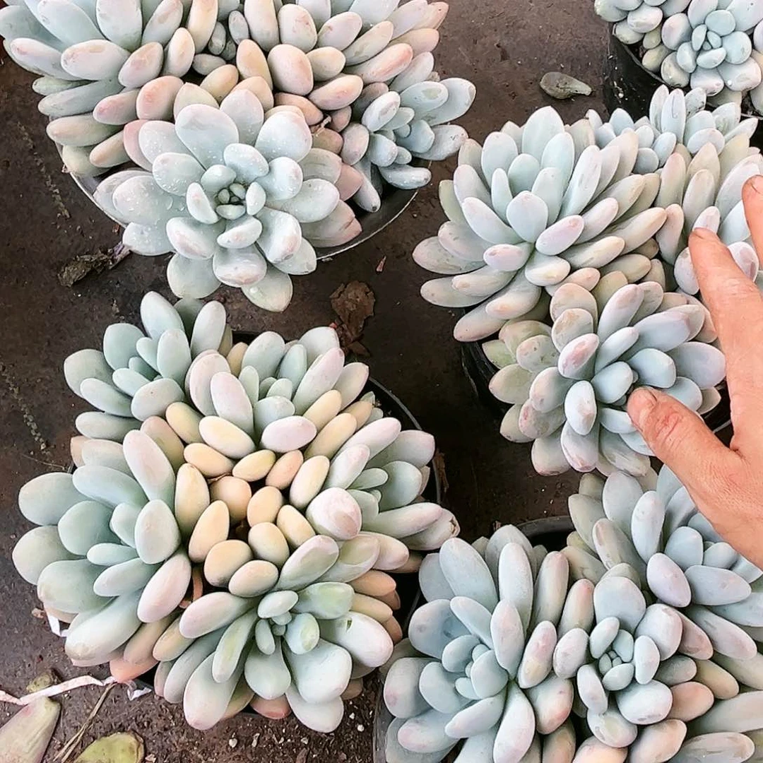 香水19.99多肉植物
