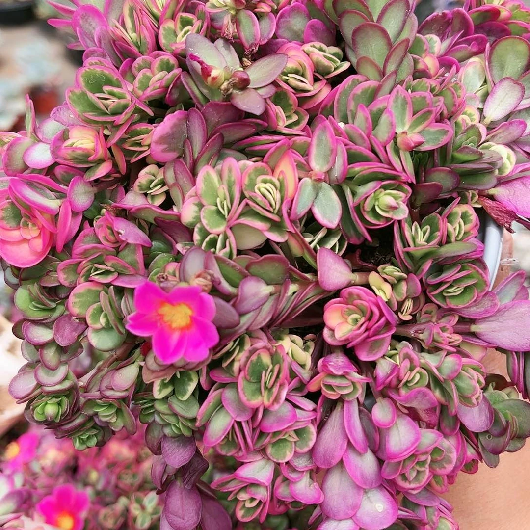 太阳花景9.99多肉植物精品