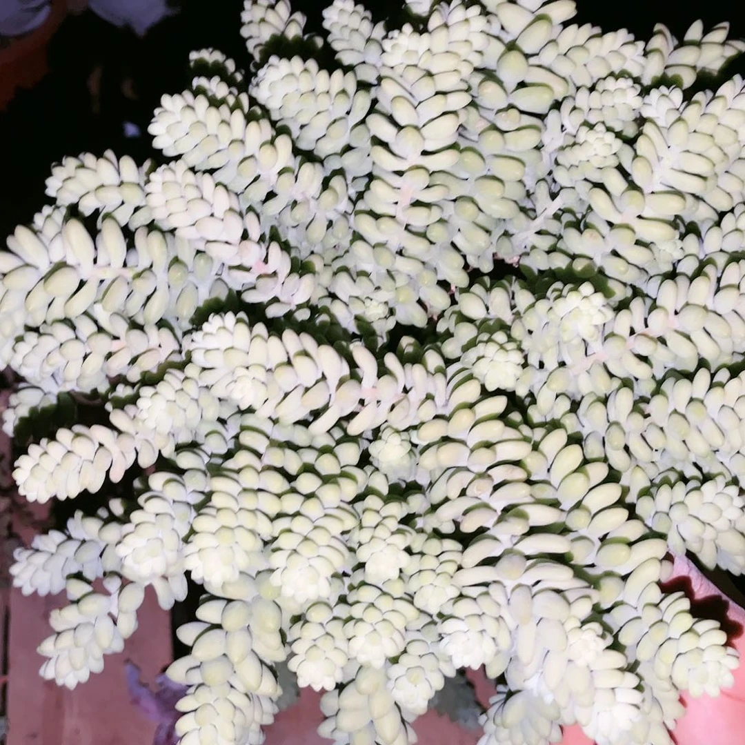 玉坠18.88多肉植物精品